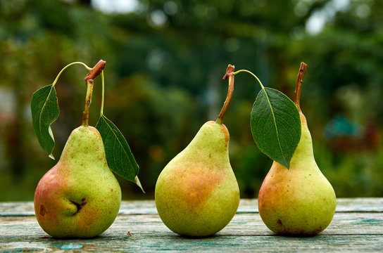 Three green pears with leaves on wooden green brown aged texture background close up. Side view