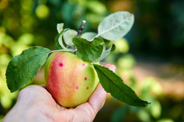 Green juicy apple with leaves in a hand close up. Apple in sunlight in the hand. Side view