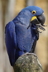 Perroquet bleu ara