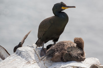 Shag with young