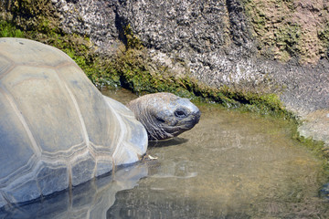 tartaruga gigante esce dall'acqua.  una tartaruga gigante fa il bagno ed esce dall'acqua, serie fotografica.