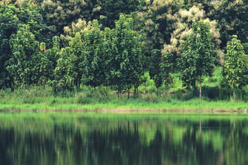 Reflection of trees on water in a pond with green nature and mountain background