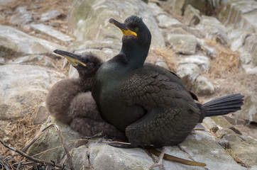 Shag with young