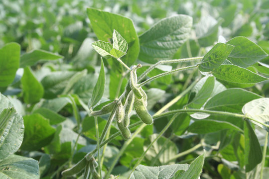 Soia verde con baccelli nel campo