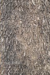 Surface of wood bark close up background.