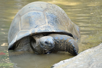 tartaruga gigante esce dall'acqua.  una tartaruga gigante fa il bagno ed esce dall'acqua, serie fotografica.