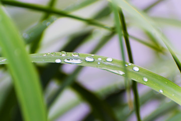 Rain drops on the grass