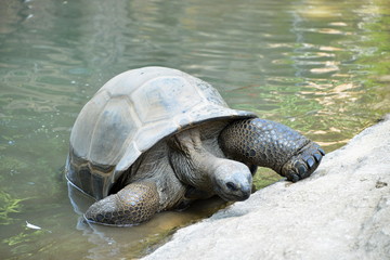 tartaruga gigante esce dall'acqua.  una tartaruga gigante fa il bagno ed esce dall'acqua, serie fotografica.