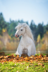 Funny pony sitting in leaves in autumn