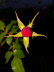 Red rose on the unopened plant