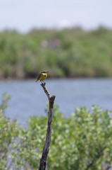 Oiseau jaune et gris