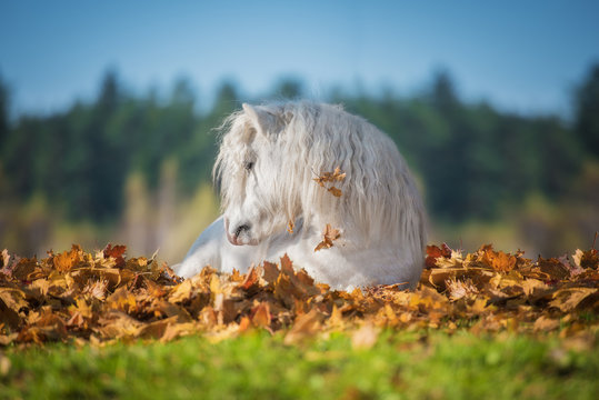 Little pony lying in leaves in autumn