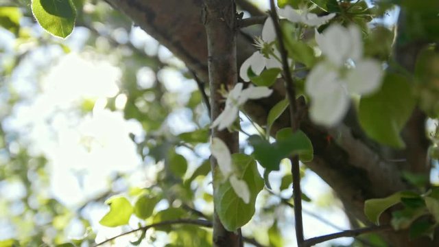 Blooming apple tree in front of summer sun