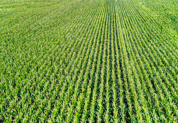 Aerial view of corn field, background. © EleSi