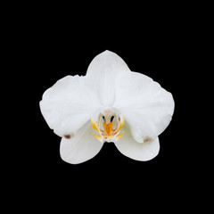 Fototapeta na wymiar orchid flower isolated on black background