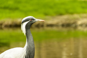  heron