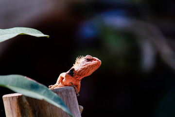 chameleon