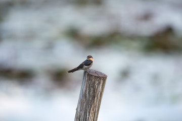 the swallow standing on a stump