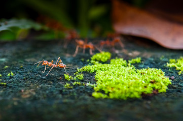 Red Ant on dark background, Thailand