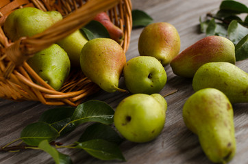 Lot of ripe pears spilled out of a basket