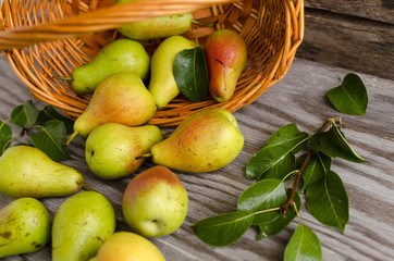 Lot of ripe pears spilled out of a basket
