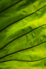 close-up of fresh green leaf as background.