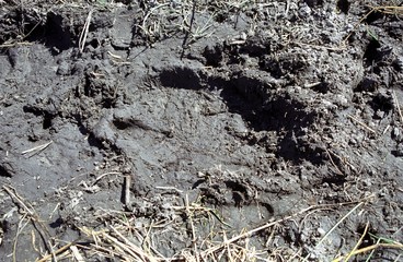 African elephants footprint, Okavango Delta, Botswana