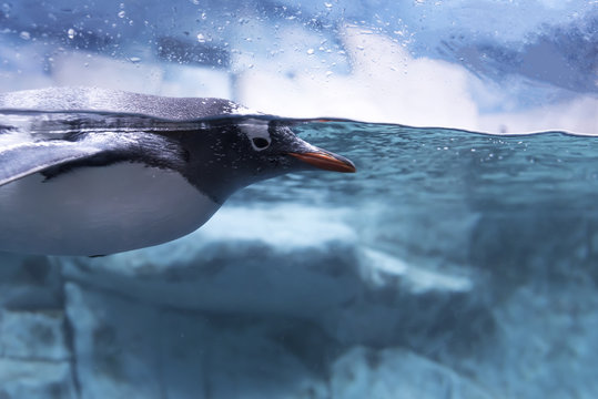 Penguins swim in aquariums.Penguin floating underwater