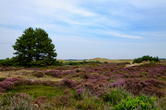 Schoorl Bilder Durchsuchen 520 Archivfotos, und Videos