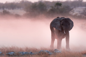 Obraz premium Elephants