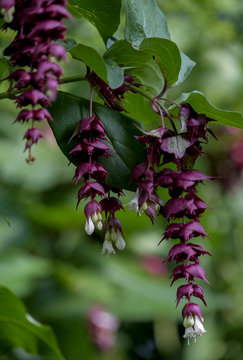 Karamellstrauch (Leycesteria Formosa)