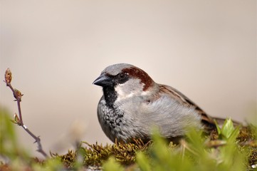 Haussperling