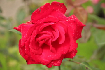 Rose type Grande Amore in Rosarium Boskoop, The Netherlands