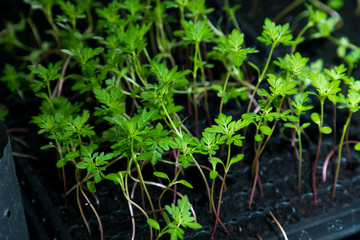 small Marigold saplings tree in black pots