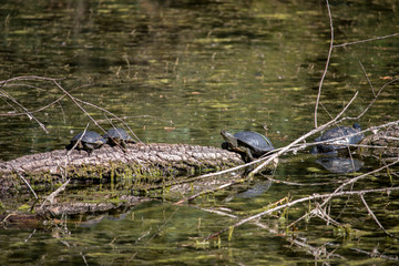 Turtle