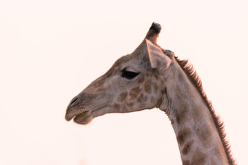 Giraffe © WJRVisuals
