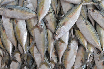 Fototapeta premium fresh fish on market
