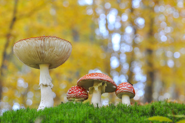 Amanita Muscaria, poisonous mushroom. Group of spotted toadstools in the forest