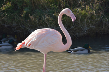 flamingo in the camargue in france