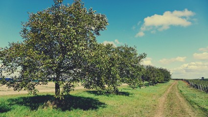 Fototapeta na wymiar Nussbäume am Rande eines Weinbergs