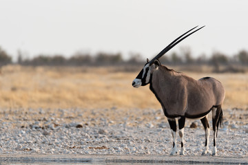 Oryx