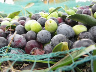 Just picked olives on the net during harvest time . Tuscany, Italy