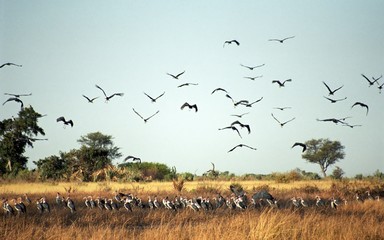 Birdlife, Okavango Delta, Botswana