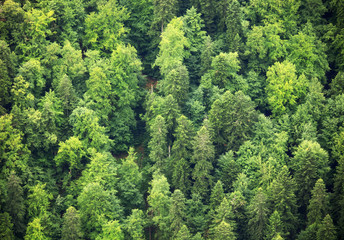 Fototapeta premium Green Forest, aerial view