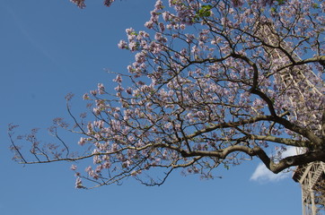Tour Eiffel et Pawlonia