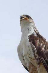 Portrait de faucon