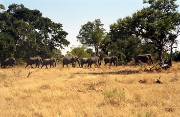 Fototapeta na wymiar African elephants, Okavango Delta, Botswana