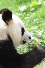 Fototapeta premium Portrait de Panda