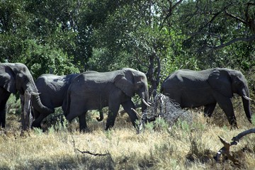 African elephants, Okavango Delta, Botswana