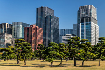 Obraz premium Sosny na tle nowoczesnych biurowców w parku, Tokio, Japonia. Jesień w ogrodzie w centrum Tokio